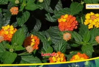 Lantana