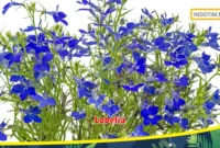 Lobelia