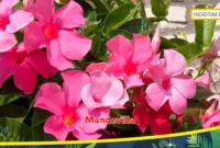 Mandevilla