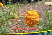 Marigold (Bunga Tahi Ayam)