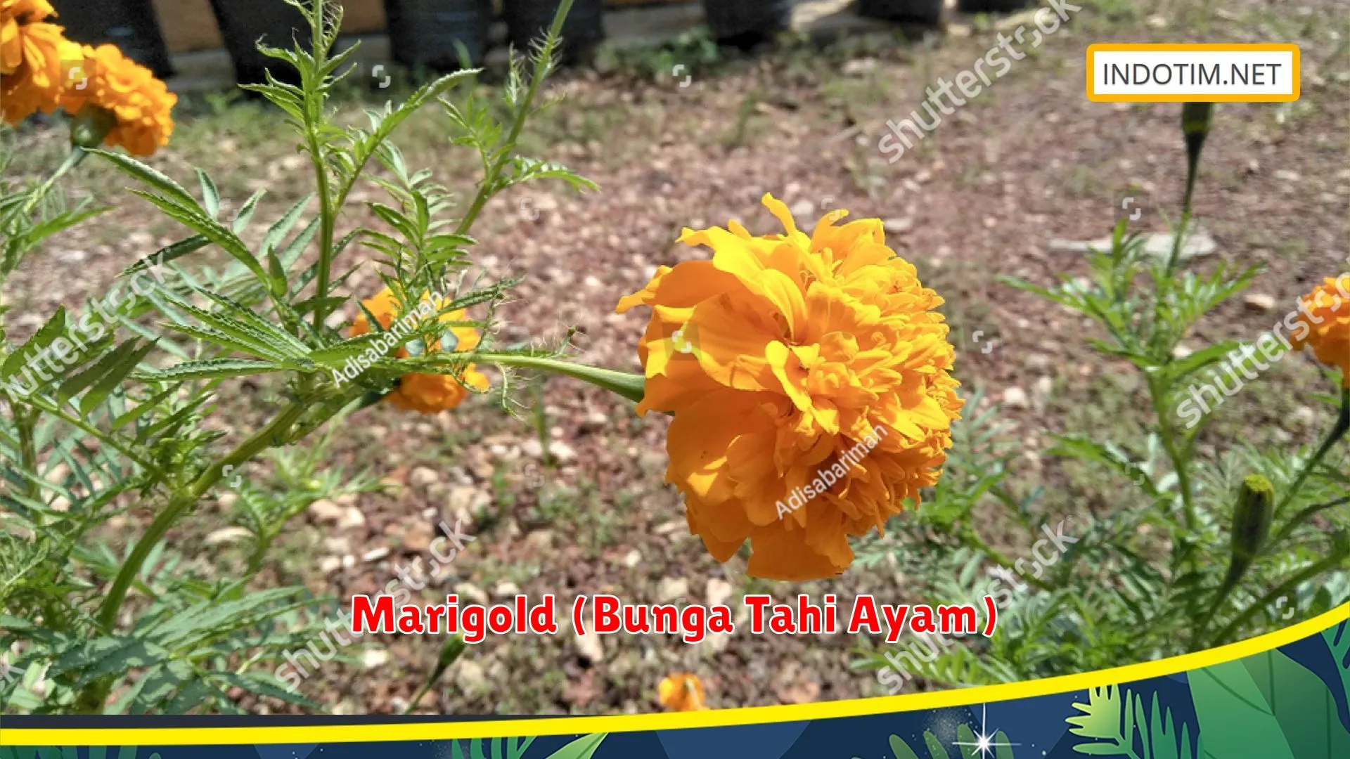 Marigold (Bunga Tahi Ayam)