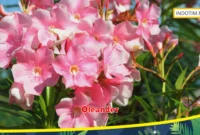 Oleander