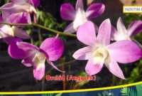 Orchid (Anggrek)