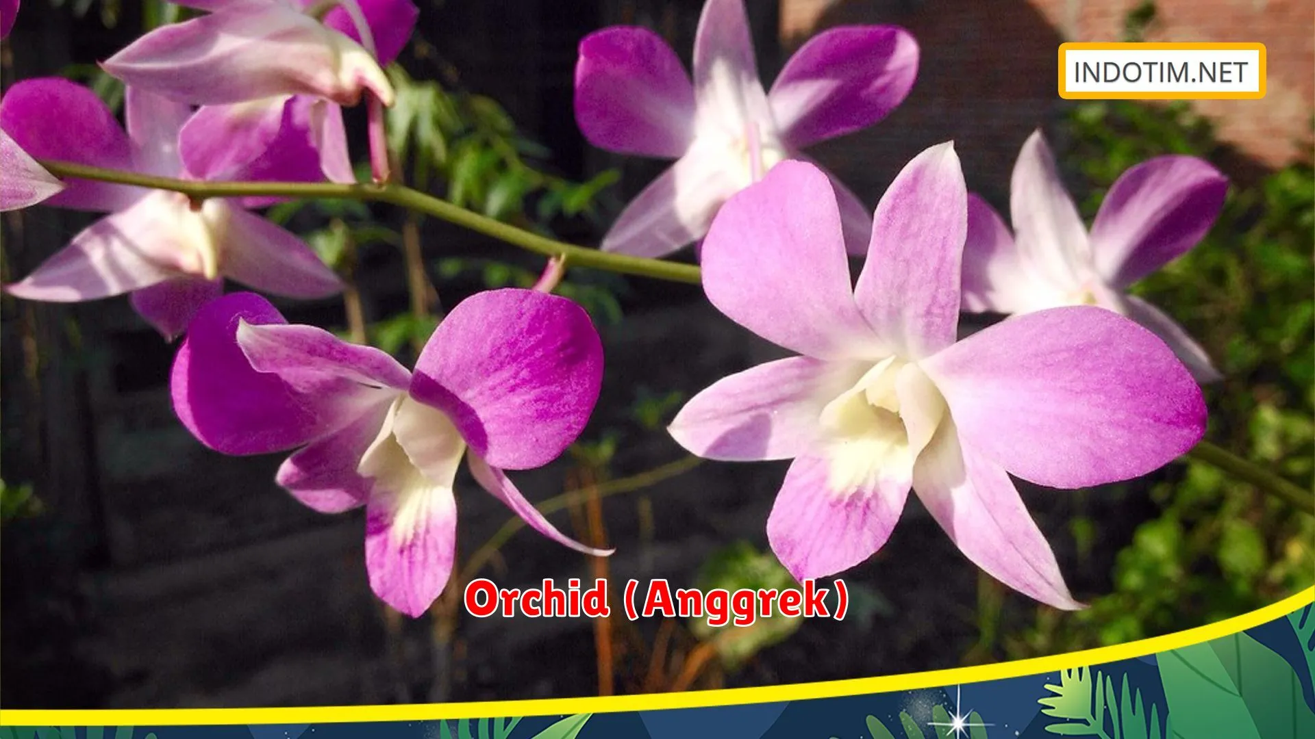 Orchid (Anggrek)