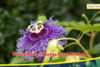 Passionflower (Bunga Pergi Mekkah)