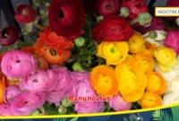 Ranunculus