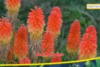 Red Hot Poker