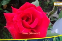 Rose (Mawar)