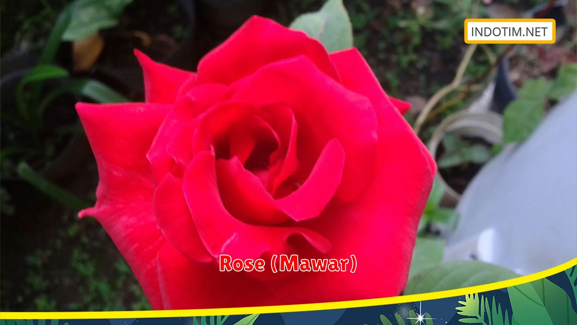 Rose (Mawar)