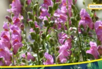 Snapdragon (Bunga Mulut Singa)