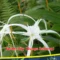 Spider Lily (Bunga Bakung)