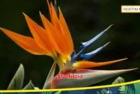 Strelitzia