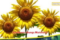 Sunflower (Bunga Matahari)