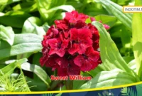 Sweet William