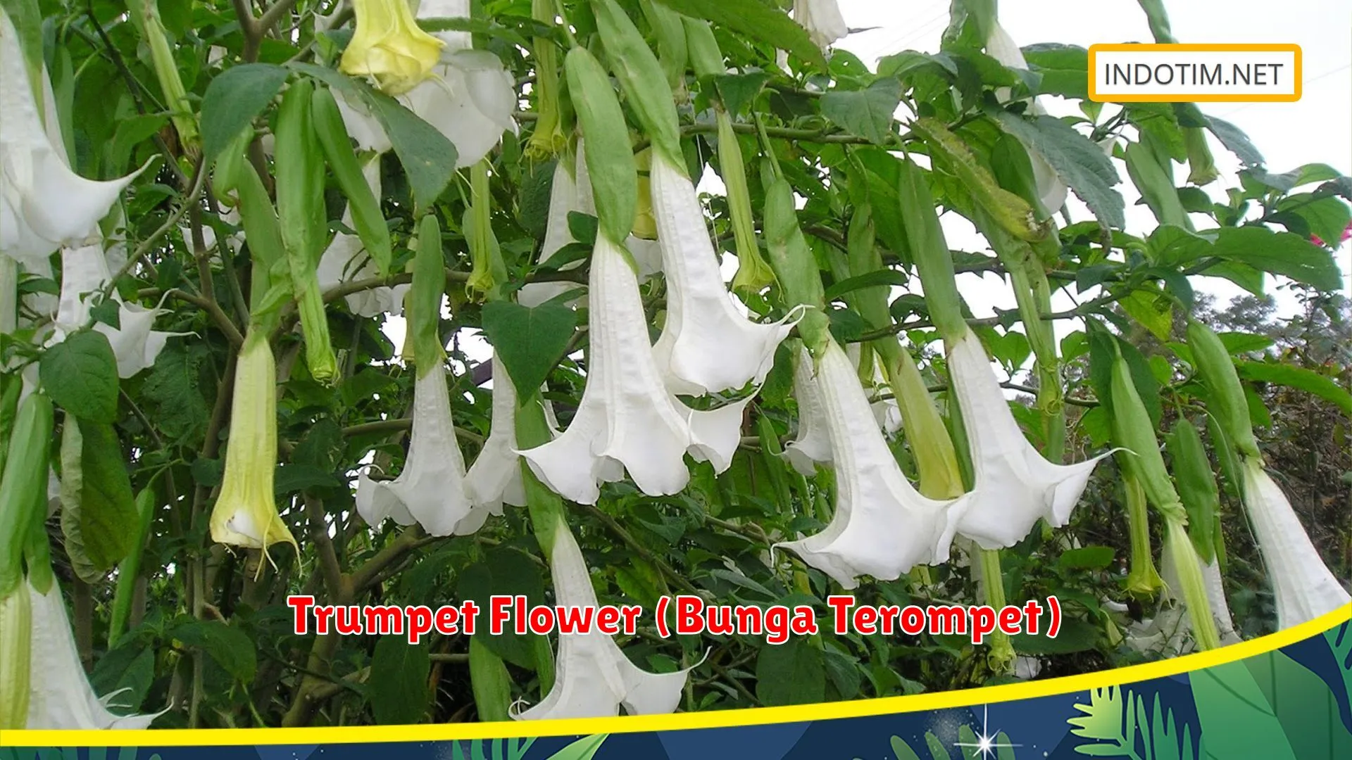 Trumpet Flower (Bunga Terompet)