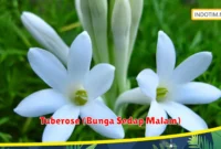 Tuberose (Bunga Sedap Malam)