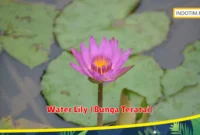 Water Lily (Bunga Teratai)
