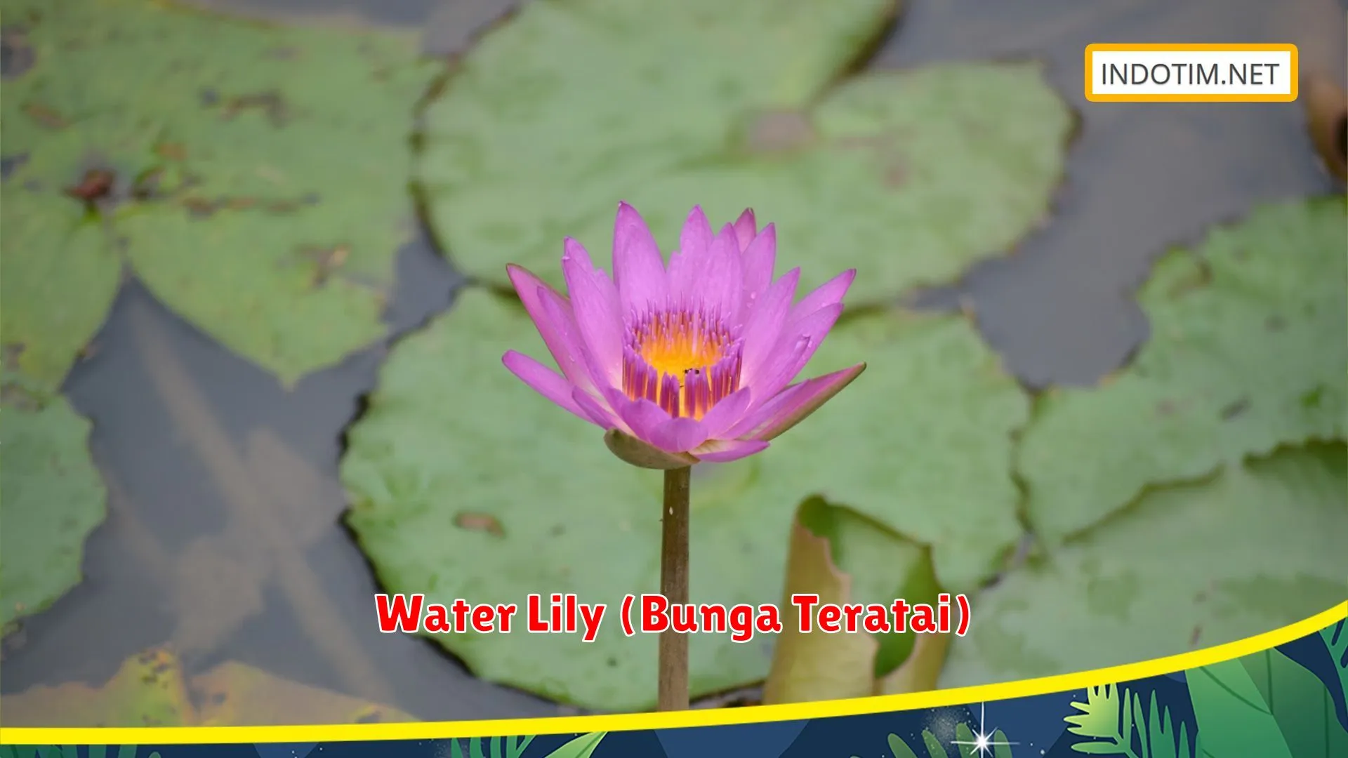 Water Lily (Bunga Teratai)