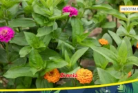 Zinnia