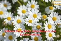 5 Makna Bunga Daisy, Fakta Menarik, dan Karakteristiknya