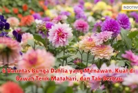 6 Varietas Bunga Dahlia yang Menawan, Kuat di Bawah Terik Matahari, dan Tak Berbau