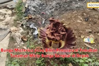 Bunga Misterius yang Bikin Penasaran! Temukan Tanaman Mirip Bunga Bangkai di Depok
