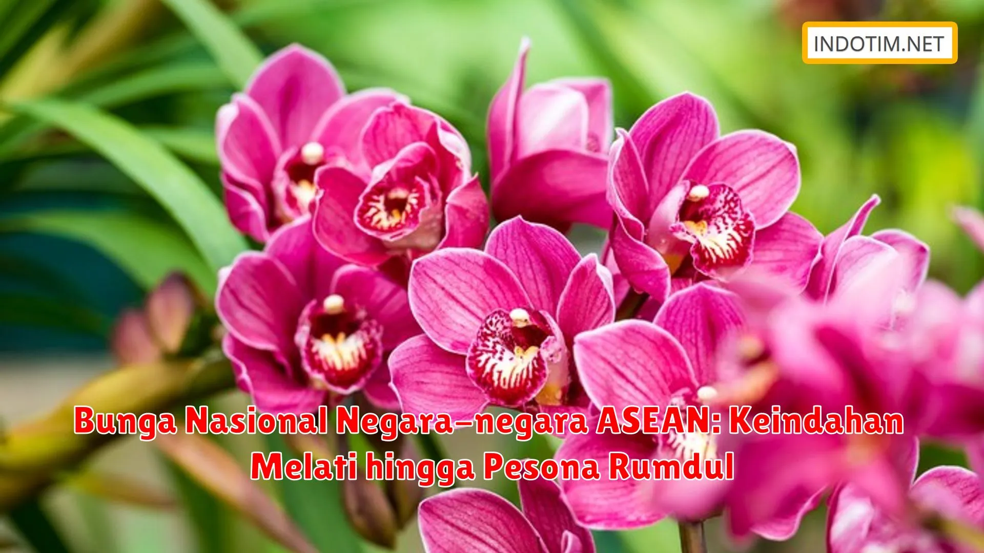 Bunga Nasional Negara-negara ASEAN: Keindahan Melati hingga Pesona Rumdul
