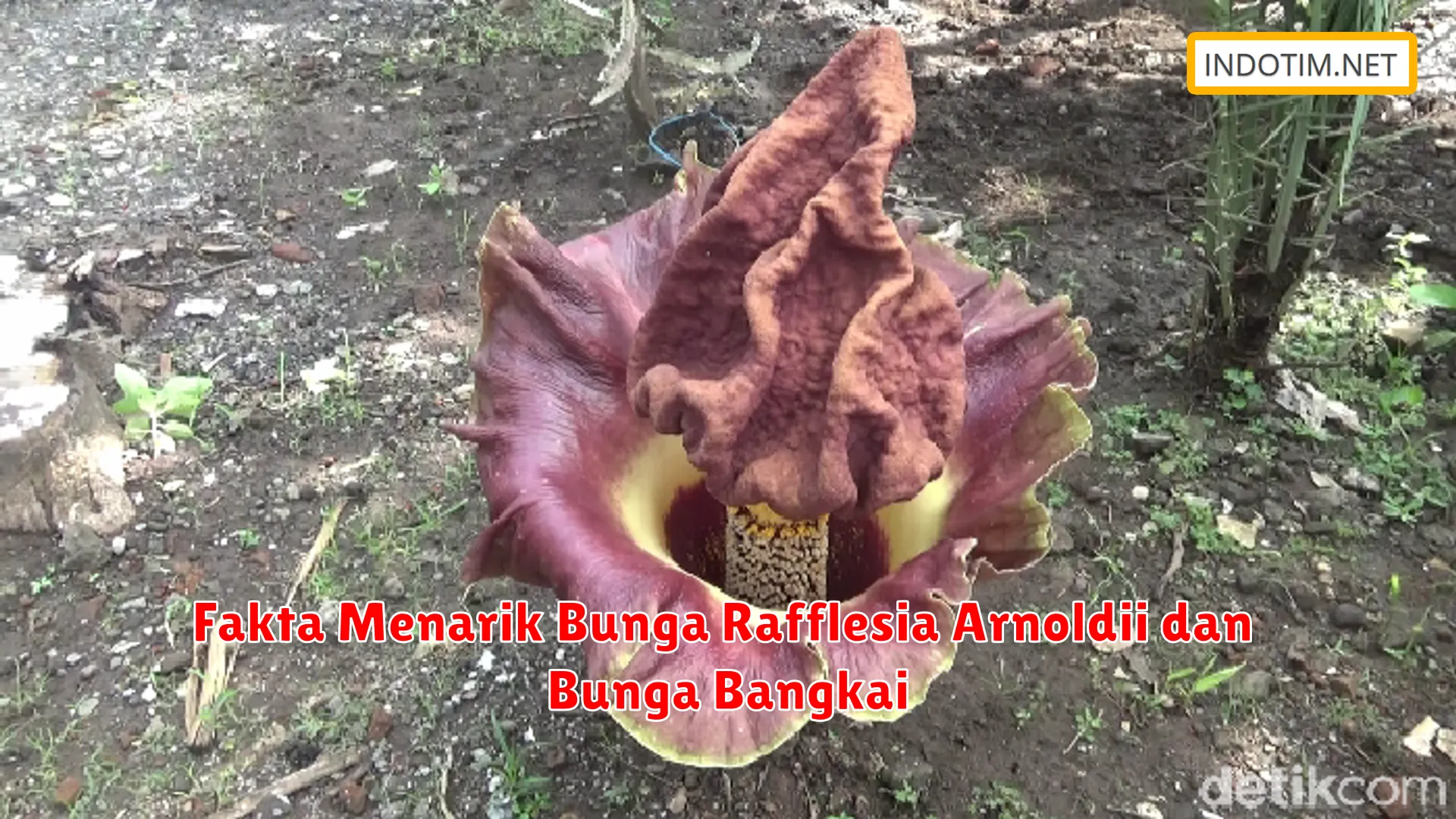 Fakta Menarik Bunga Rafflesia Arnoldii dan Bunga Bangkai
