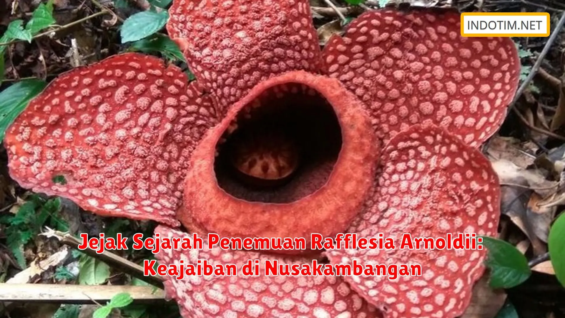 Jejak Sejarah Penemuan Rafflesia Arnoldii: Keajaiban di Nusakambangan
