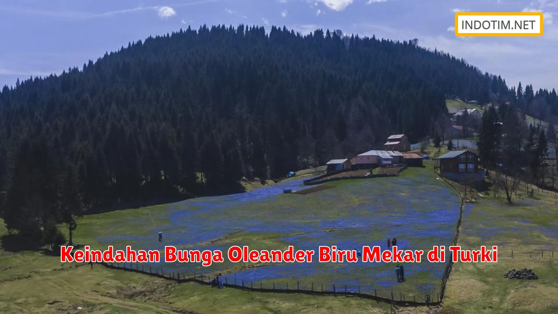 Keindahan Bunga Oleander Biru Mekar di Turki