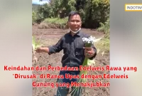 Keindahan dan Perbedaan Edelweis Rawa yang 'Dirusak' di Ranca Upas dengan Edelweis Gunung yang Menakjubkan