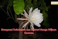 Mengenal Keindahan dan Misteri Bunga Wijaya Kusuma