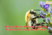 Mengenal Nektar, Kelezatan Bunga yang Dijadikan Lebah sebagai Sumber Energi