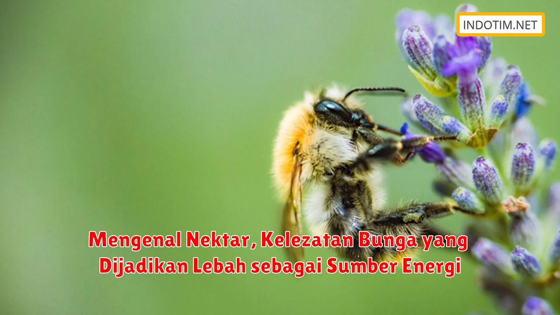 Mengenal Nektar, Kelezatan Bunga yang Dijadikan Lebah sebagai Sumber Energi