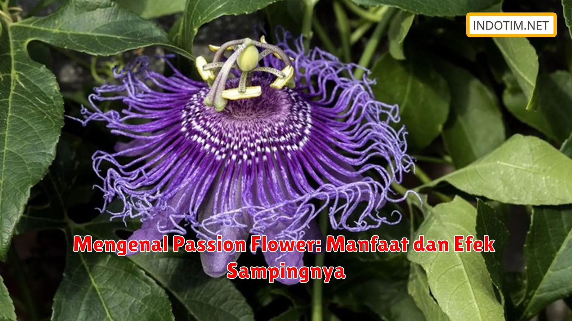 Mengenal Passion Flower: Manfaat dan Efek Sampingnya