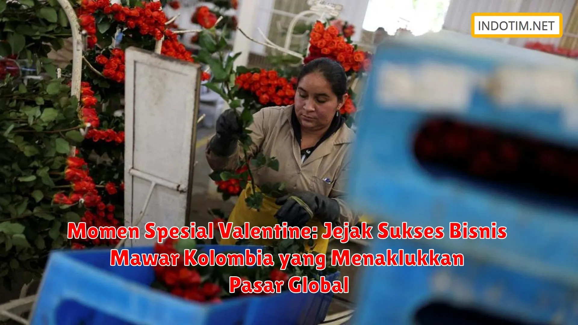 Momen Spesial Valentine: Jejak Sukses Bisnis Mawar Kolombia yang Menaklukkan Pasar Global