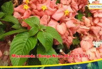 Mussaenda (Bunga Nona Makan Sirih)