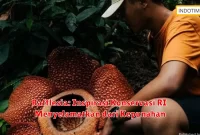 Rafflesia: Inspirasi Konservasi RI Menyelamatkan dari Kepunahan