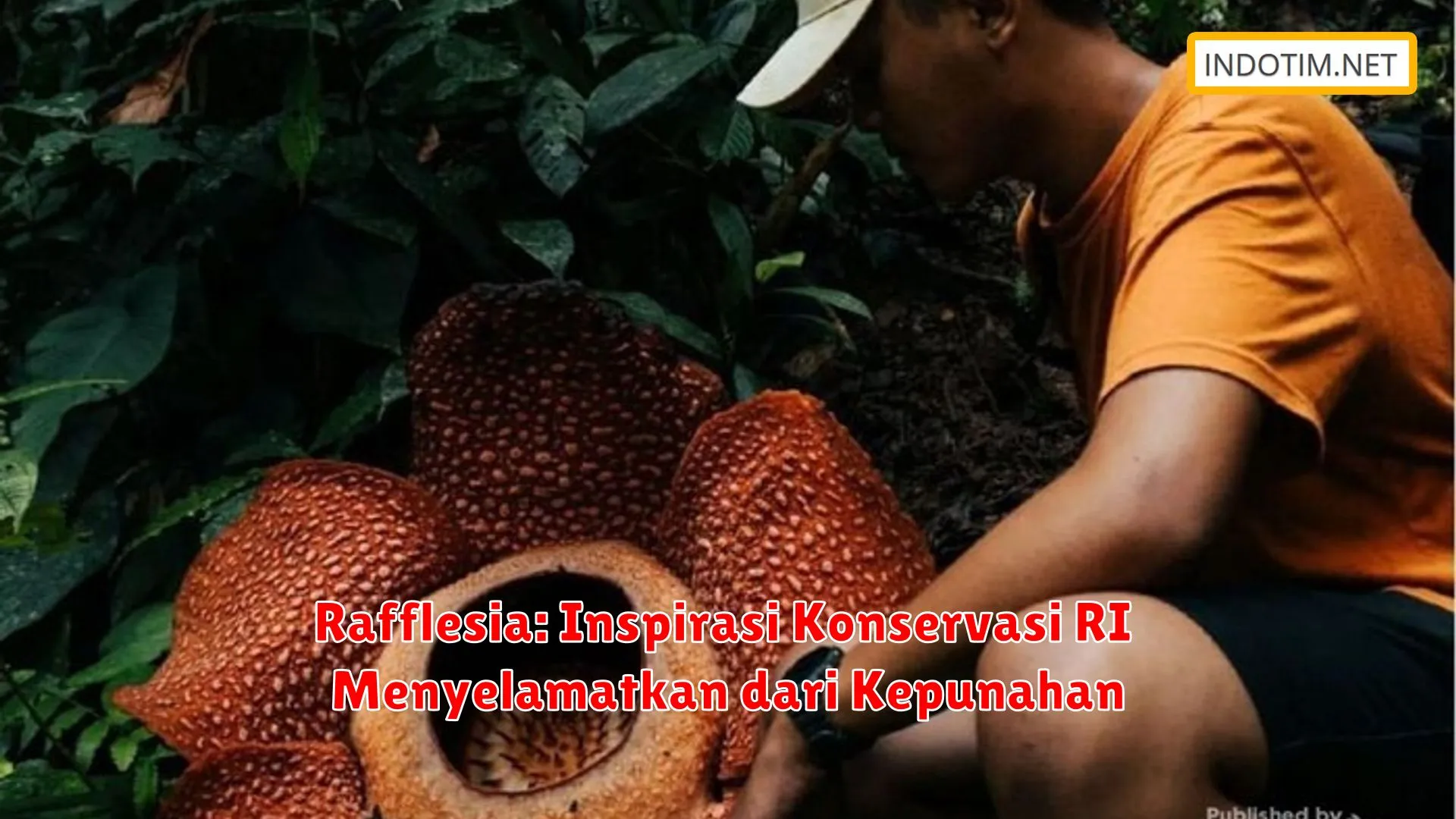Rafflesia: Inspirasi Konservasi RI Menyelamatkan dari Kepunahan