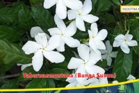 Tabernaemontana (Bunga Susun)