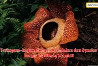 Terkagum-kagum dengan Keindahan dan Spesies Langka Rafflesia Arnoldii