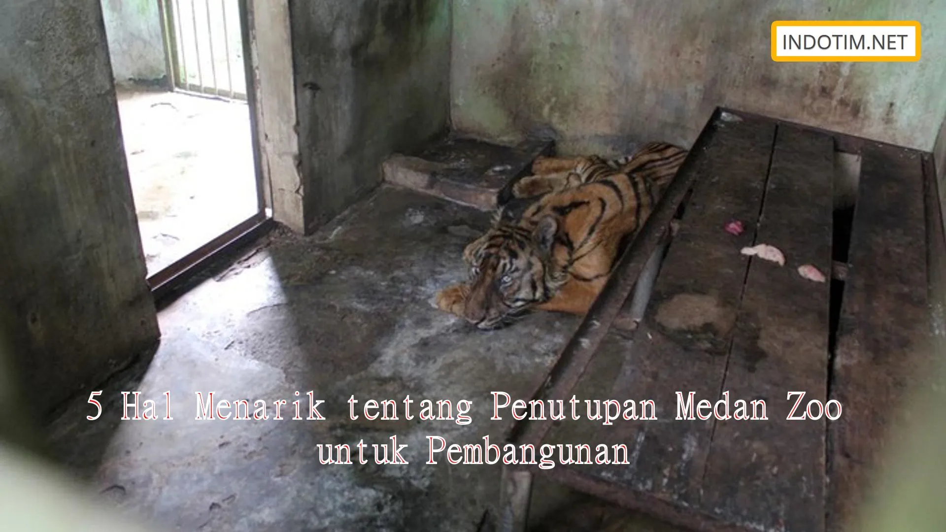 5 Hal Menarik tentang Penutupan Medan Zoo untuk Pembangunan