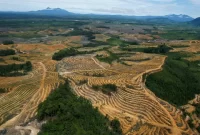 Balasan Mahfud terkait Deforestasi