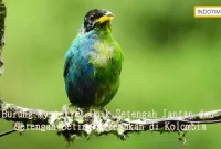 Burung Mysterius Unik Setengah Jantan dan Setengah Betina Ditemukan di Kolombia