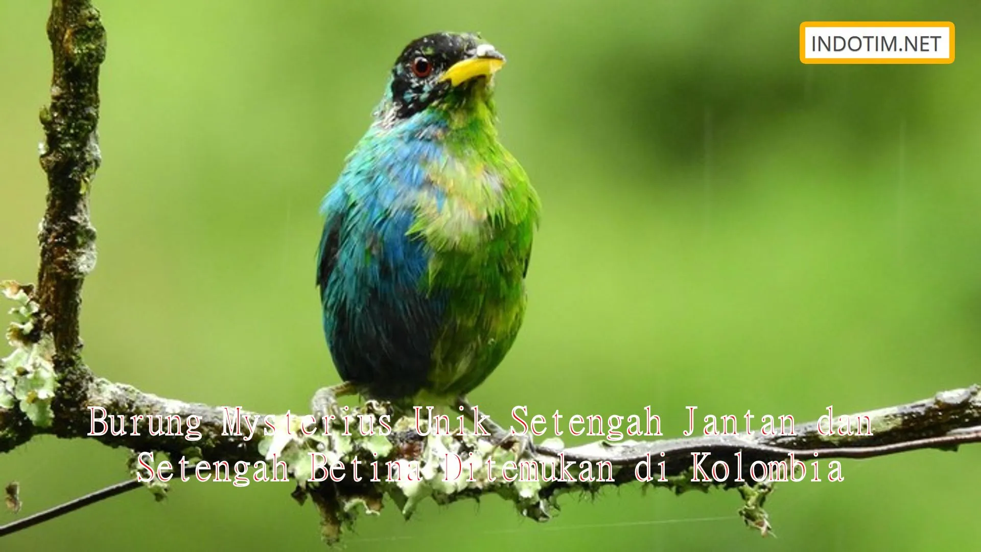 Burung Mysterius Unik Setengah Jantan dan Setengah Betina Ditemukan di Kolombia