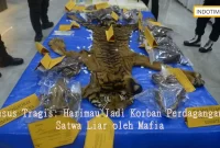 Kasus Tragis: Harimau Jadi Korban Perdagangan Satwa Liar oleh Mafia