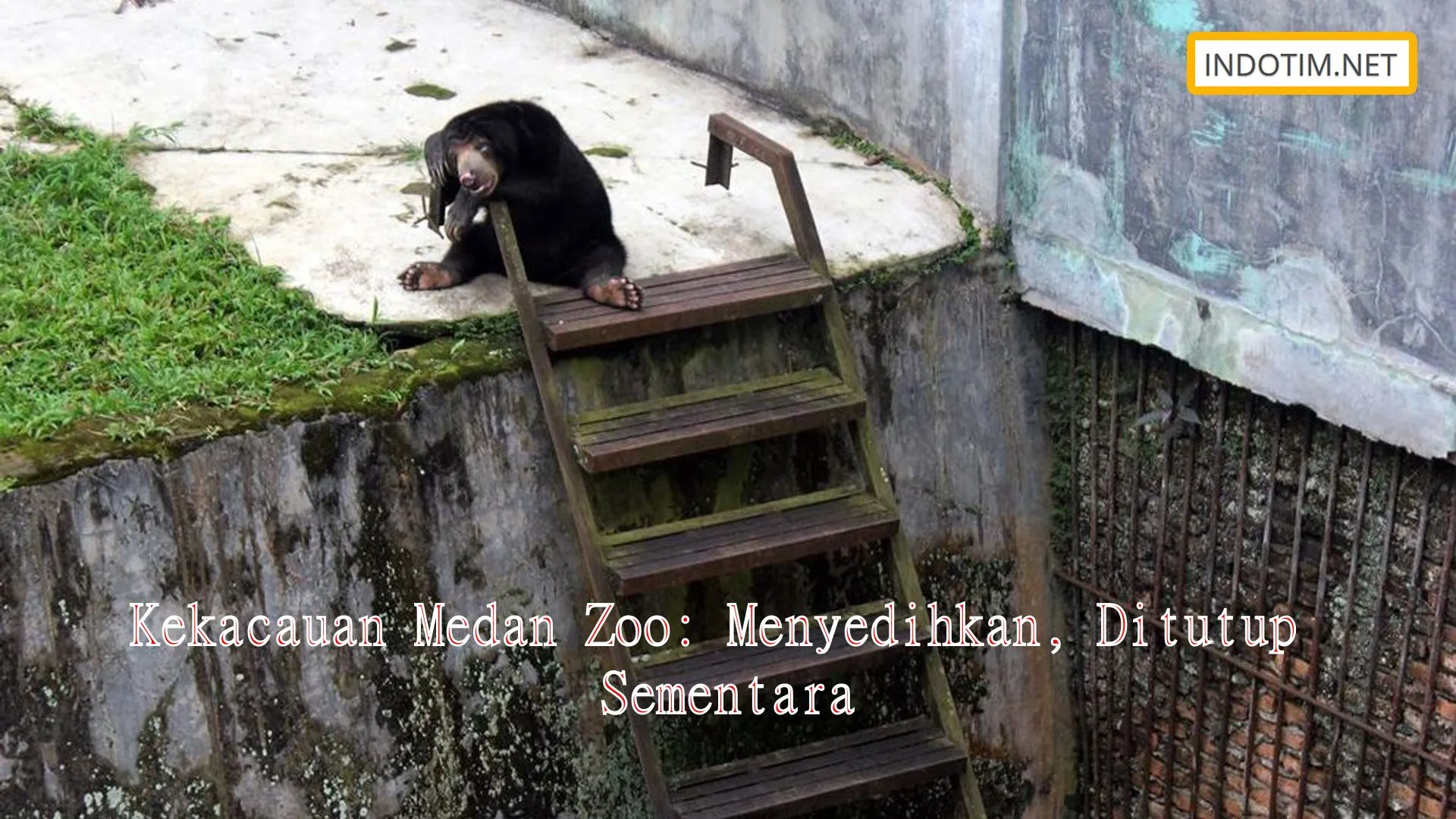 Kekacauan Medan Zoo: Menyedihkan, Ditutup Sementara