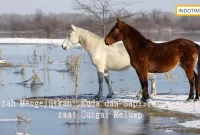 Kisah Mengejutkan: Kuda dan Sapi Terperangkap saat Sungai Meluap