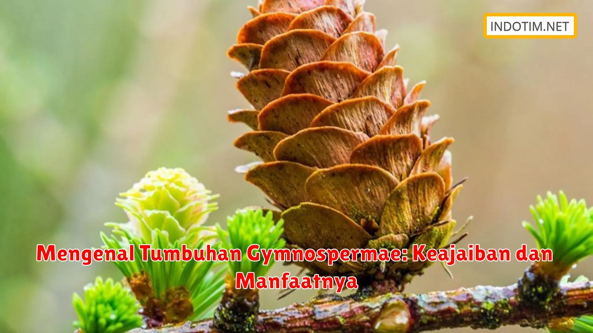 Mengenal Tumbuhan Gymnospermae: Keajaiban dan Manfaatnya