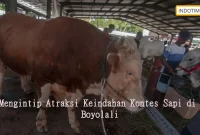 Mengintip Atraksi Keindahan Kontes Sapi di Boyolali